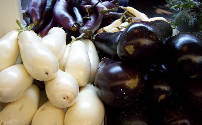 Eggplant (Brinjal) Vegetable Plant Photo