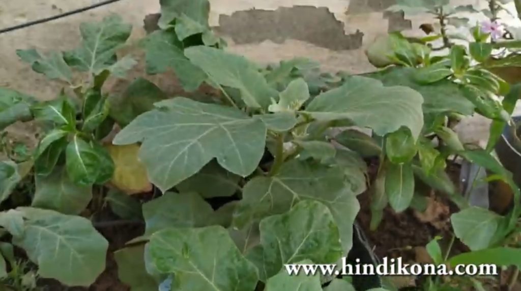 Grow Brinjal From Seeds in pot at Home (Hindi)