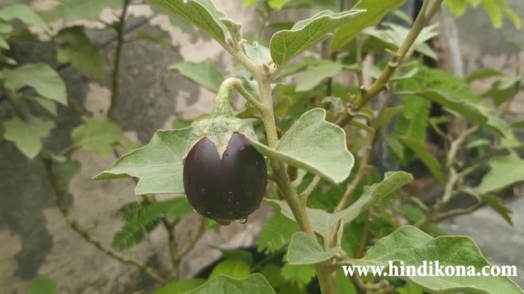 Grow Brinjal Plant in Tarrace Garden