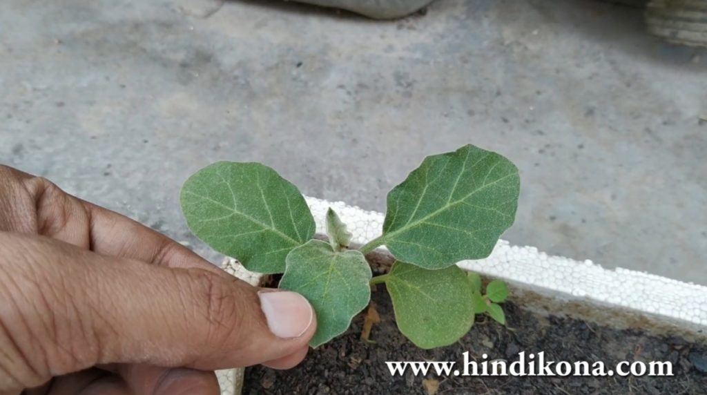 Grow Eggplant, Brinjal, Baingan From Seeds at Home