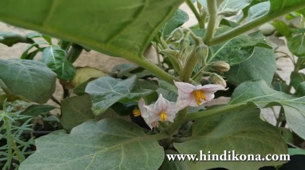 Grow Eggplant, Brinjal, Baingan at Home in Hindi