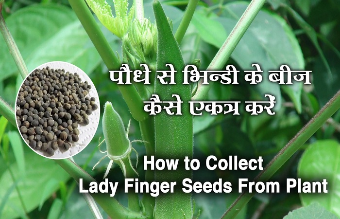 How to Collect Lady Finger Seeds from Plant