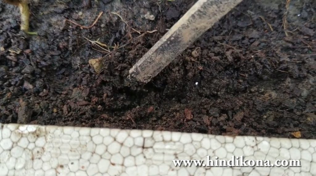 How to Grow Brinjal From Seeds at Home
