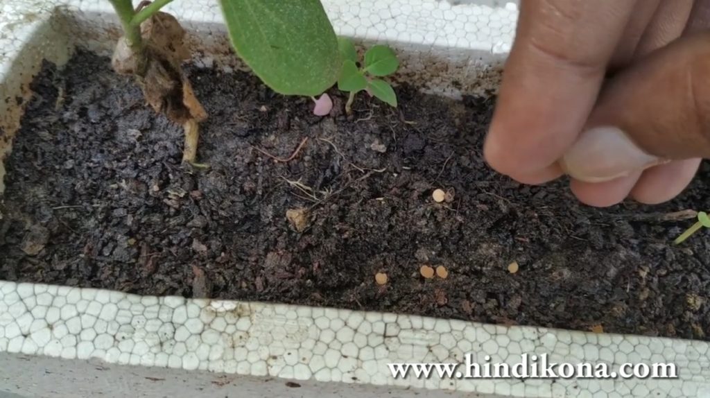 How to Grow Brinjal Plant From Seeds at Home in Hindi