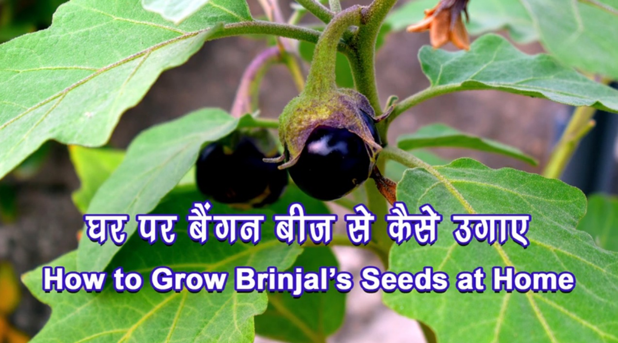 How to Grow Eggplant, Brinjal, Baingan in Hindi