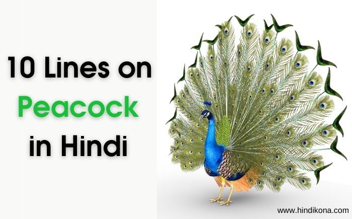 10 Lines on Peacock in Hindi