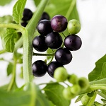 Black Nightshade Name in Hindi