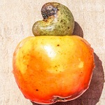 Cashew Apple Name in Hindi