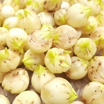 Madhuca Longifolia Fruit Name in Hindi