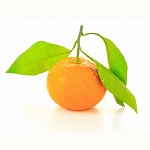 Owari Satsuma Fruit Name in Hindi