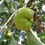 monkey jack fruit Name in Hindi