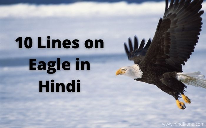 10 Lines on Eagle in Hindi