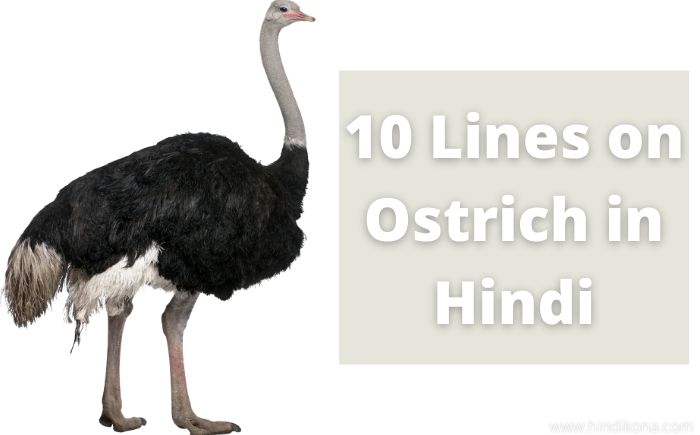 10-lines-on-ostrich-in-hindi