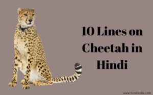 10 Lines on Cheetah in Hindi । चीता पर 10 लाइन | हिंदी कोना