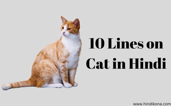 10 Lines on Cat in Hindi