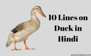 10 Lines on Duck in Hindi । बतख पक्षी पर 10 लाइन | हिंदी कोना