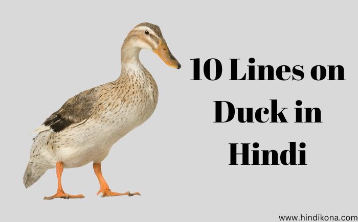 10 Lines on Duck in Hindi